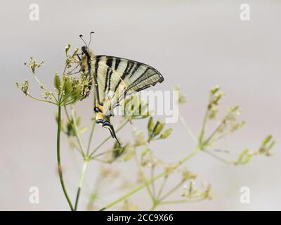 Rare Swallowtail reposant sur une petite usine de Mercantour en France. Banque D'Images