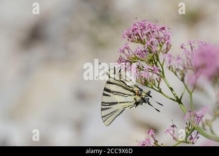 Rare Swallowtail reposant sur une petite usine de Mercantour en France. Banque D'Images