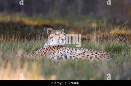 Alert guépard (Acinonyx jubatus) isolé en plein air, allongé dans de longues herbes, West Midland Safari Park, Royaume-Uni. Grands chats en captivité. Banque D'Images