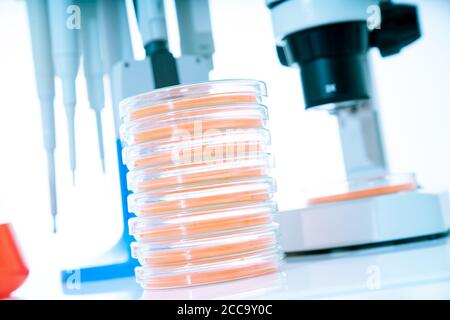 microscope, boîtes de petri et support de pipette par laboratoire microbiologique. La réponse immunitaire de l’organisme de recherche aux aliments pour aider à fournir des conseils sur ce que t Banque D'Images