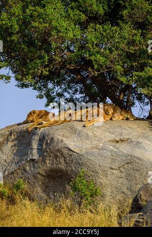 Groupe de jeunes lions sur des rochers - magnifique paysage de savane au coucher du soleil. Safari sauvage dans le parc national de Serengeti, Masai Mara, Tanzanie, Afrique Banque D'Images