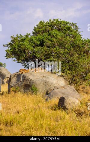 Groupe de jeunes lions sur des rochers - magnifique paysage de savane au coucher du soleil. Safari sauvage dans le parc national de Serengeti, Masai Mara, Tanzanie, Afrique Banque D'Images