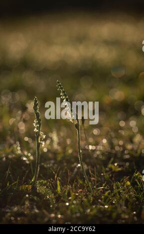 Les tresses de dame d'automne, Spiranthes spiralis , fleurissent sur un heathland du Berkshire, à la fin de l'été Banque D'Images