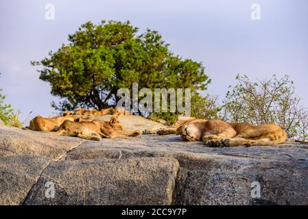 Groupe de jeunes lions sur des rochers - magnifique paysage de savane au coucher du soleil. Safari sauvage dans le parc national de Serengeti, Masai Mara, Tanzanie, Afrique Banque D'Images