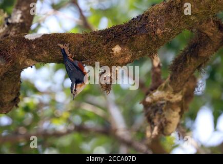 Nuthatch brun blanc (Sitta victoriae) se renverse dans une forêt montagnarde sur le mont Victoria, au Myanmar. Banque D'Images