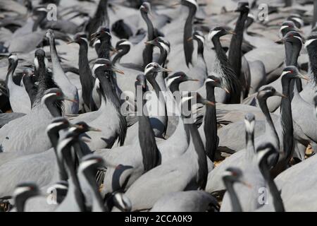 Énorme troupeau Demoiselle Cranes (Grus virgo) debout sur le sol dans le sanctuaire d'oiseaux de Khichhan, Rajasthan, Inde. Attendre quand ils sont nourris. Banque D'Images