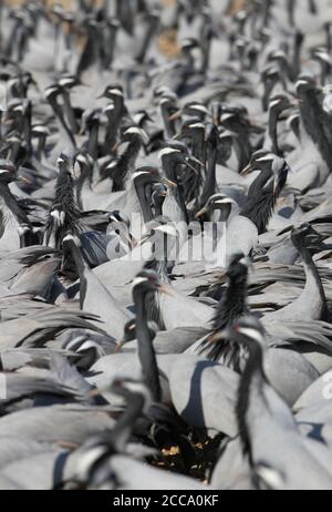 Énorme troupeau Demoiselle Cranes (Grus virgo) debout sur le sol dans le sanctuaire d'oiseaux de Khichhan, Rajasthan, Inde. Attendre quand ils sont nourris. Banque D'Images