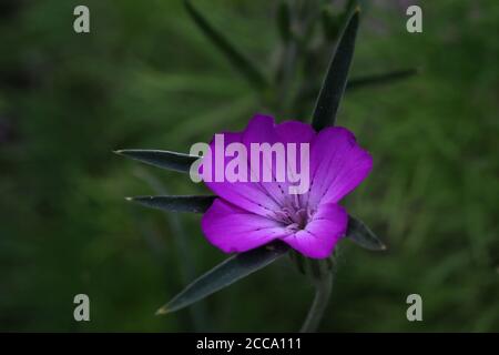 Belle fleur pourpre fleuri dans le jardin Banque D'Images