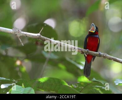 Appel du grand feuilleton noir et rouge (Cymbirhynchus macrorhynchos) perché sur une branche de la forêt tropicale des basses terres à Sabah, Bornéo. Banque D'Images