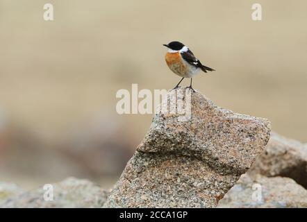 Chat de Bush à gorge blanche (Saxicola insignis), également connu sous le nom de Bushchat de Hodgson, perché sur le rocher près du lac Khukh, en Mongolie. Banque D'Images