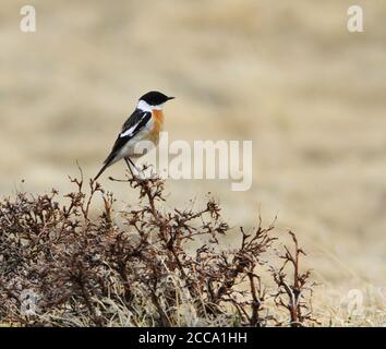 Chat de Bush à gorge blanche (Saxicola insignis), également connu sous le nom de Bushchat de Hodgson, perché sur un petit Bush au lac Khukh, en Mongolie. Banque D'Images