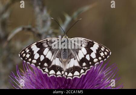 Papillon blanc marbré des Balkans, Melanargia larissa se prélassant sur une fleur de chardon, Onopordium sp. Banque D'Images