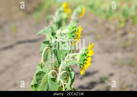 tournesol en été sec, champ agricole Banque D'Images