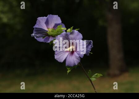 Belle fleur pourpre fleuri dans le jardin Banque D'Images