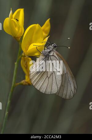 Papillon blanc à veine noire, Aporia crataegi sur balai espagnol, Spartium junceum Banque D'Images