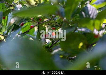 Fruits rouges ou baies de Lonicera alpigena, plante communément connue sous le nom de chèvrefeuille de miel alpine Banque D'Images