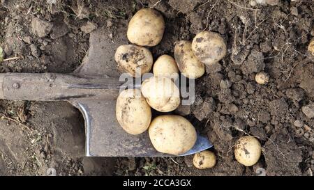 Récolte du sol sur la plantation de jeunes pommes de terre. Les pommes de terre fraîches biologiques sont creusées hors du sol avec une pelle dans un jardin de ferme Banque D'Images