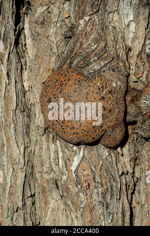 Burl sur l'arbre à Etosha Banque D'Images