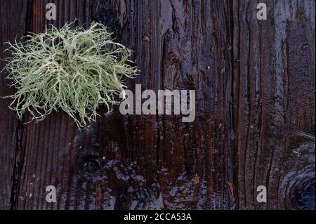 Cladonia une mousse comme le lichen, des gorws sur une planche de bois. Banque D'Images