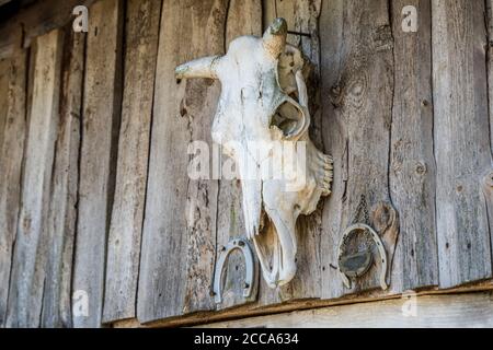 le crâne de la vache est fixé sur un mur en bois Banque D'Images