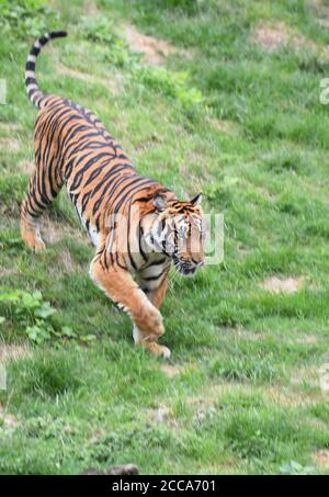 Longyan, province chinoise du Fujian. 19 août 2020. Un tigre de Chine du Sud est vu dans la réserve naturelle des montagnes Meihua à Longyan, dans la province du Fujian, au sud-est de la Chine, le 19 août 2020. Les montagnes Meihua sont connues comme la maison du tigre de Chine du Sud, l'un des animaux les plus menacés au monde. Crédit: Lin Shanchuan/Xinhua/Alay Live News Banque D'Images