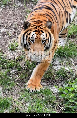 Longyan, province chinoise du Fujian. 19 août 2020. Un tigre de Chine du Sud est vu dans la réserve naturelle des montagnes Meihua à Longyan, dans la province du Fujian, au sud-est de la Chine, le 19 août 2020. Les montagnes Meihua sont connues comme la maison du tigre de Chine du Sud, l'un des animaux les plus menacés au monde. Crédit: Lin Shanchuan/Xinhua/Alay Live News Banque D'Images