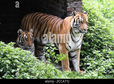 Longyan, province chinoise du Fujian. 19 août 2020. Les tigres de Chine du Sud sont vus dans la réserve naturelle des montagnes Meihua à Longyan, dans la province de Fujian, au sud-est de la Chine, le 19 août 2020. Les montagnes Meihua sont connues comme la maison du tigre de Chine du Sud, l'un des animaux les plus menacés au monde. Crédit: Lin Shanchuan/Xinhua/Alay Live News Banque D'Images