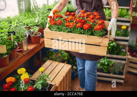 Femme tenant des plantes ornementales avec les deux mains Banque D'Images