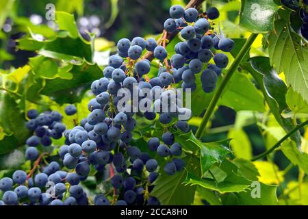 Oregon baies de raisin (Mahonia aquifolium) sur la brousse. Banque D'Images