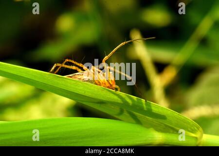 Une araignée de lynx (oxyopes javanus) rampant sur l'herbe verte.