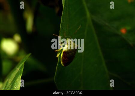 Un insecte oriental rampant parmi le feuillage vert. Banque D'Images