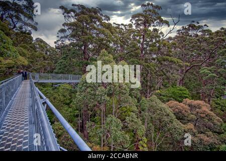 Treetop Walk à Walpole, dans le sud-ouest de l'Australie Banque D'Images