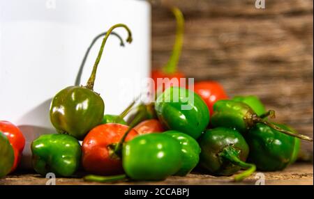 Poivron de chèvre (Capsicum chinense). Poivrons sensés utilisés dans la cuisine brésilienne. Produits utilisés comme épices et assaisonnements. Plante d'origine asiatique. Banque D'Images