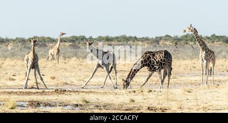 Une famille de girafes buvant dans un trou d'eau du Bush d'Etosha, en Namibie Banque D'Images