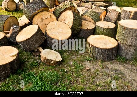 arbres coupés en morceaux, en attente d'être déplacé hors de la forêt, concept de bucking Banque D'Images