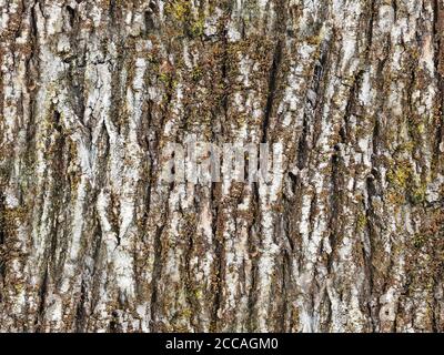 Texture de l'écorce blanche d'un arbre avec de la mousse verte et du lichen, comme arrière-plan sans couture Banque D'Images