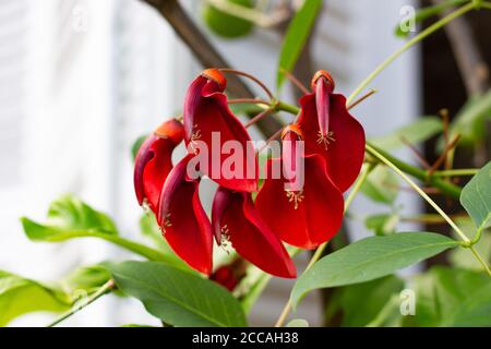 Fleurs d'un arbre de corail, également appelé arbre de flamme, Erythrina ou Korallenbaum Banque D'Images