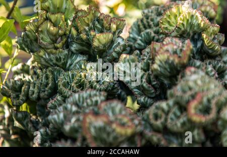 Euphorbia Lactea ‘Cristata’ plante succulente et arrière-plan flou au jardin botanique tropical. Mise au point sélective. Banque D'Images