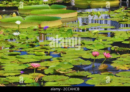 De beaux paysages de santa cruz Bassin aux nymphéas les fleurs et les feuilles dans l'étang en été Banque D'Images