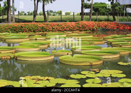 Beau paysage de feuilles de nénuphar de santa cruz dans l'étang en été Banque D'Images