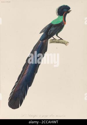 Oiseau de paradis. Musée : COLLECTION PRIVÉE. Auteur: René Primevère leçon. Banque D'Images