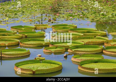 De beaux paysages de santa cruz Bassin aux nymphéas les fleurs et les feuilles dans l'étang en été Banque D'Images