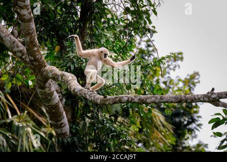 Gibbons sur les arbres, forêt tropicale, parc national de Khao Yai, Thaïlande Banque D'Images