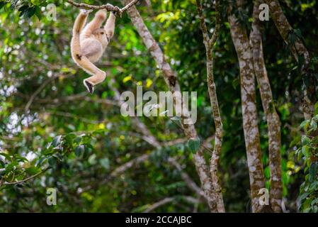 Gibbons sur les arbres, forêt tropicale, parc national de Khao Yai, Thaïlande Banque D'Images