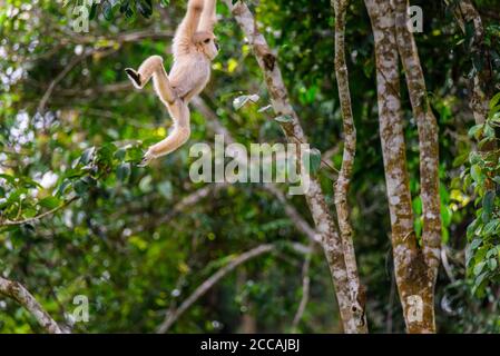 Gibbons sur les arbres, forêt tropicale, parc national de Khao Yai, Thaïlande Banque D'Images