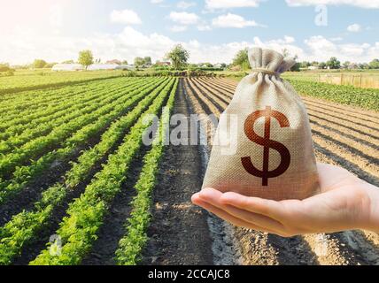Main tient un sac d'argent de dollar sur un fond d'une plantation de carottes. Soutien et subventions. Prêts agricoles. Prêter des agriculteurs pour acheter des terres et voir Banque D'Images