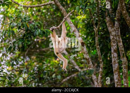 Gibbons sur les arbres, forêt tropicale, parc national de Khao Yai, Thaïlande Banque D'Images