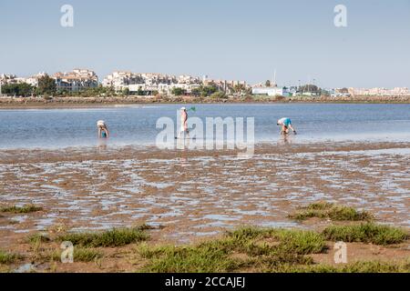 ISLA CRISTINA, ESPAGNE - 07 août 2016 : des cueilleurs de mollusques non professionnels collectent des palourdes sur les plages de Huelva Banque D'Images