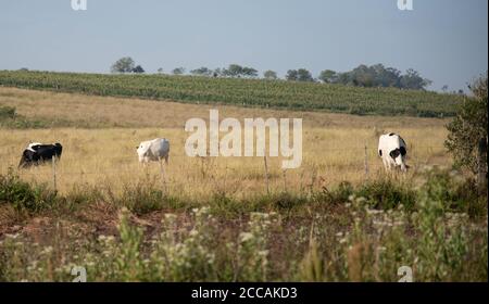 Vaches Jersey et Holstein. Champ de pâturage dans le sud du Brésil. Bétail dans une vaste zone de confinement. Têtes de bétail se nourrissant à l'extérieur. Banque D'Images