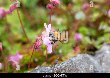 Abeille sur une fleur, géranium dalmaticum Banque D'Images